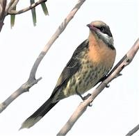 Spiny-cheeked-Honeyeater-08-07-2019-LT1_0307 (2)