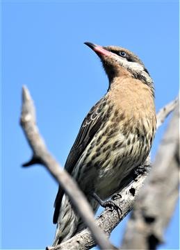 Spiny-cheeked-Honeyeater-04-09-2019-LT1_1237 (2)