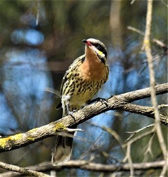 Spiny-cheeked-Honeyeater-31-03-2020-LT1_4209 (2))