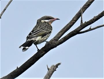 Spiny-cheeked-Honeyeater-06-04-2020-LT1_4310 (2)