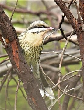 Spiny-cheeked-Honeyeater-2-04-2020-LT1_4542 (2)