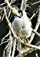 Noisy-Miner-30-07-2019-LT1_0616 (2)