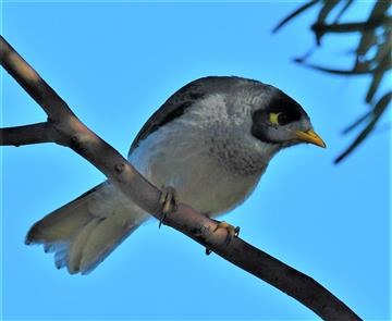 Noisy-Miner-11-11-2019-LT1-2828 (3)