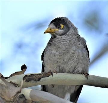 Noisy-Miner-07-12-2019-LT1_3206 (3)