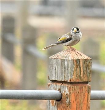 Noisy-Miner-17-01-2020-LT1_3504 (2)