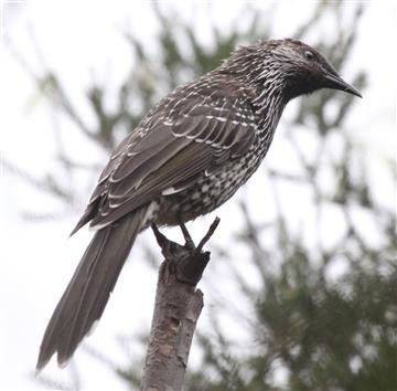 Little-Wattlebird-21-01-2016