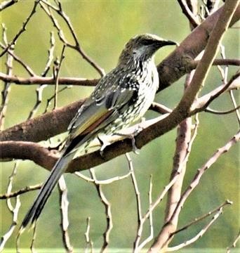 Little-Wattlebird-28-02-2020-LT1_3892 (3)