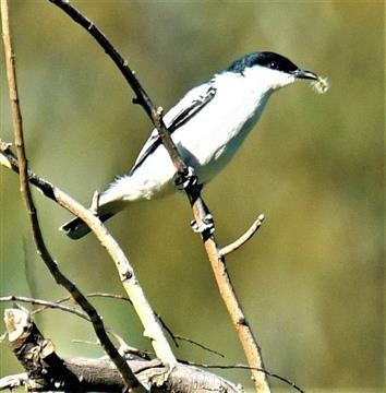 White-winged-Triller-24-10-2019-LT1_2617 (3)