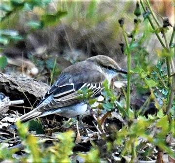 White-winged-Triller-26-11-2019-LT1_2770 (3)