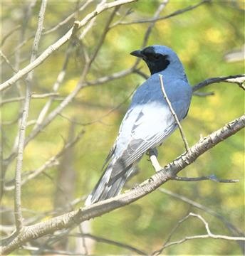 Black-faced-Cuckoo-shrike-28-11-2019-LT1_3080 (2)