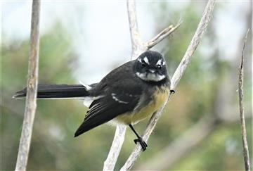 Gray-Fantail-25-03-2020-LT1_4131 (2)