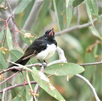 Willie-Wagtail-singing-22-10-2019-LT1_2521 (2)