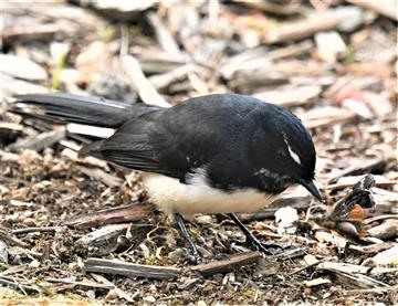 Willie-Wagtail-butterfly-22-04-2020-LT1_4569 (2)
