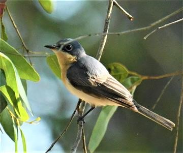 Leaden-Flycatcher-(F)-04-10-2019-OxleyCreek-Common-Bris-LT1_2201 (2)