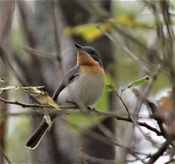 Leaden-Flycatcher-(F)-Eagleby-Bris-27-09-2018-IMG_8251 (2)