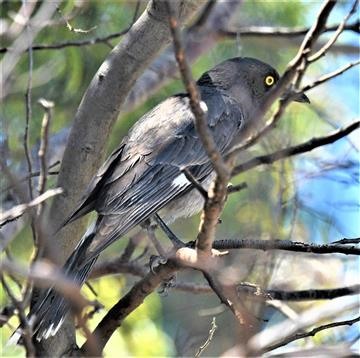 Grey-Currawong-22-10-2019-LT1_2582 (3)