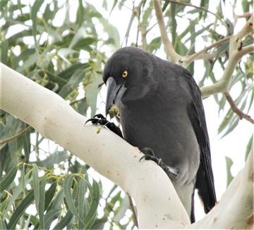 Grey-Currawong-02-05-2019-Foster-IMG_0132 (10)