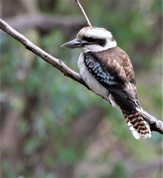 Laughing-Kookaburra-22-10-2015-Plenty George-Park-Yellow-Gum-Park-IMG-6186 (2)