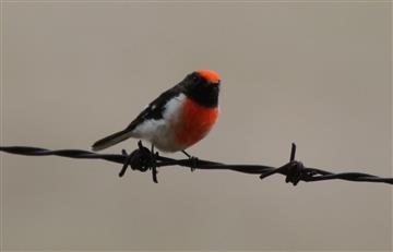 Red-capped-Robin-03-05-18-Lake-Eppalock-Kimbolton Forest-Aerodrome-Trk--IMG_9205-(2)