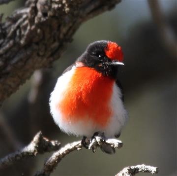 Red-capped-Robin-10-08-2015-Long-Forest-Happy-Valley-IMG_9215-(4)