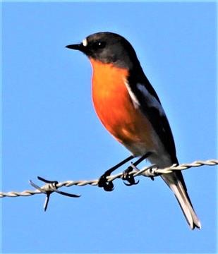 Flame-Robin-29-06-2016 (3)