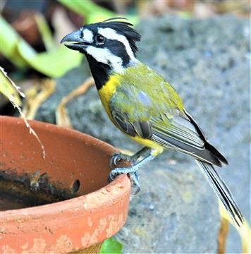 Crested-Shrike-tit-18-12-2019-John-St-Altona-Nth-LT1_3346 (2)