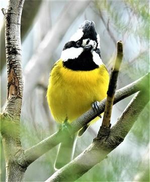 Crested-Shrike-tit-15-08-2019-LT1_0850 (2)