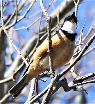 Rufous-Whistler-15-10-2017-Mt-Rothwell