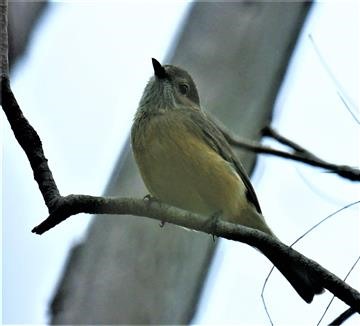 Rufous-Whistler-(F)-25-09-2019-Titchi-Tamba-Wetlnds-Bris-LT1_1671 (3)