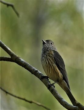 Rufous-Whistler-01-(F)-01-10-2019-Eagleby-Bris-LT1-1884 (2)