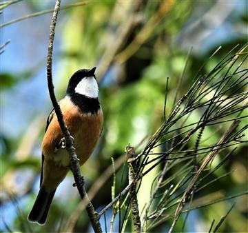 Rufous-Whistler-01-10-2019-Eagleby-Bris-LT1-1890 (2)