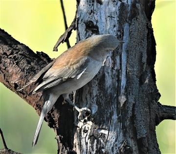 Grey-Shrike-thrush-08-05-2020-LT1_4672 (2)