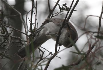 Grey-Shrike-thrush-12-05-2016