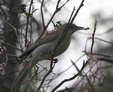 Grey-Shrike-thrush-(Got-it)-12-05-2016 (3)