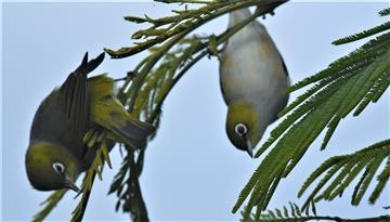 Silvereye-19-10-2019-LT1_2463 (2)