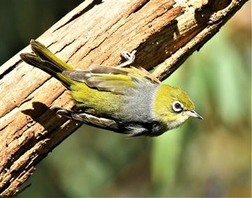 Silvereye-25-05-2020-LT1_4764 (2)