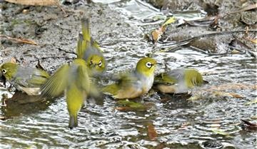 Silvereye-21-03-2020-LT1_4007 (2)