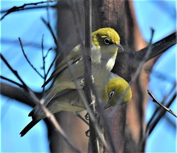 Silvereye-14-10-2019-LT1_2422 (3)