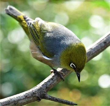 Silvereye-22-04-2020-LT1_4515 (2)