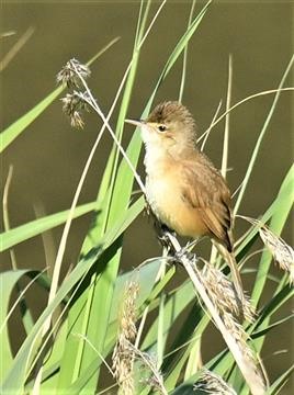 Australian-Reed-Warbler-16-11-2019-LT1_2895 (2)