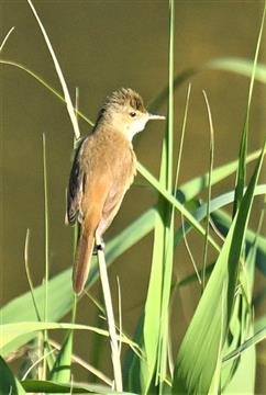 Australian-Reed-Warbler-16-11-2019-LT1_2904 (2)