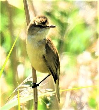 Australian-Reed-Warbler-22-10-2019-LT1_2565 (4)