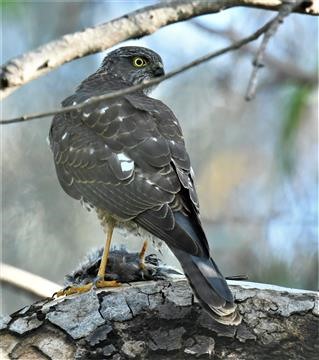 Collard-Sparrowhawk-25-05-2020-LT1_4769 (2)(4)