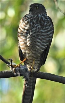 Collard-Sparrowhawk-25-05-2020-LT1_4775 (2)