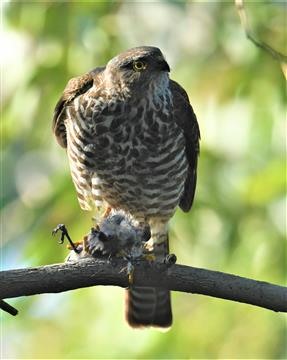 Collard-Sparrowhawk-25-05-2020-LT1_4778 (2)