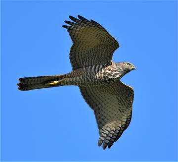 Collard-Sparrowhawk-08-05-2020-LT1_4702 (2)