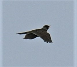 Eurasian-Skylark-10-01-2020-Cheetham-Wetlands-LT1_3459 (2)