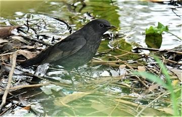 Common-Blackbird-(F)-21-03-2020 (2)