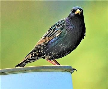 Common-Starling-14-10-2019-LT1_2410 (4)