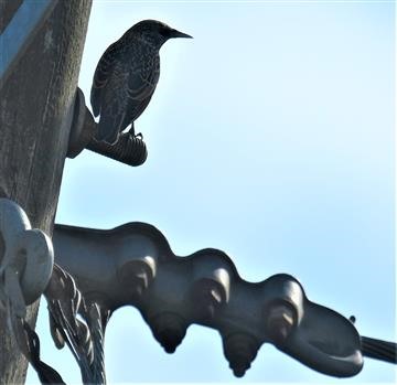 Common-Starling-06-04-2020-LT1_4298 (2)